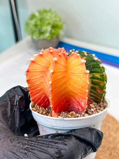 Gymnocalycium Mihanovichii Var (g3) (b5) | variegated plants