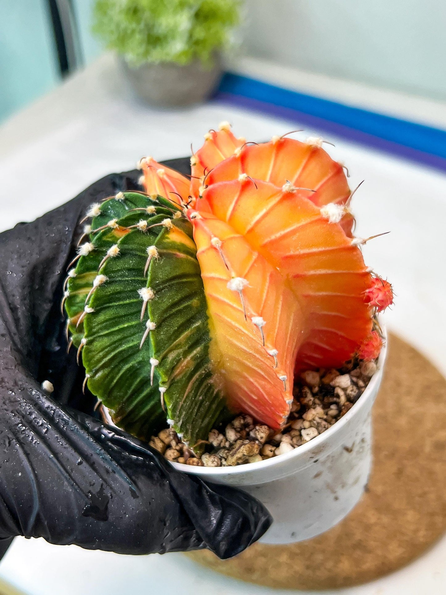 Gymnocalycium Mihanovichii Var (g3) (b5) | variegated plants