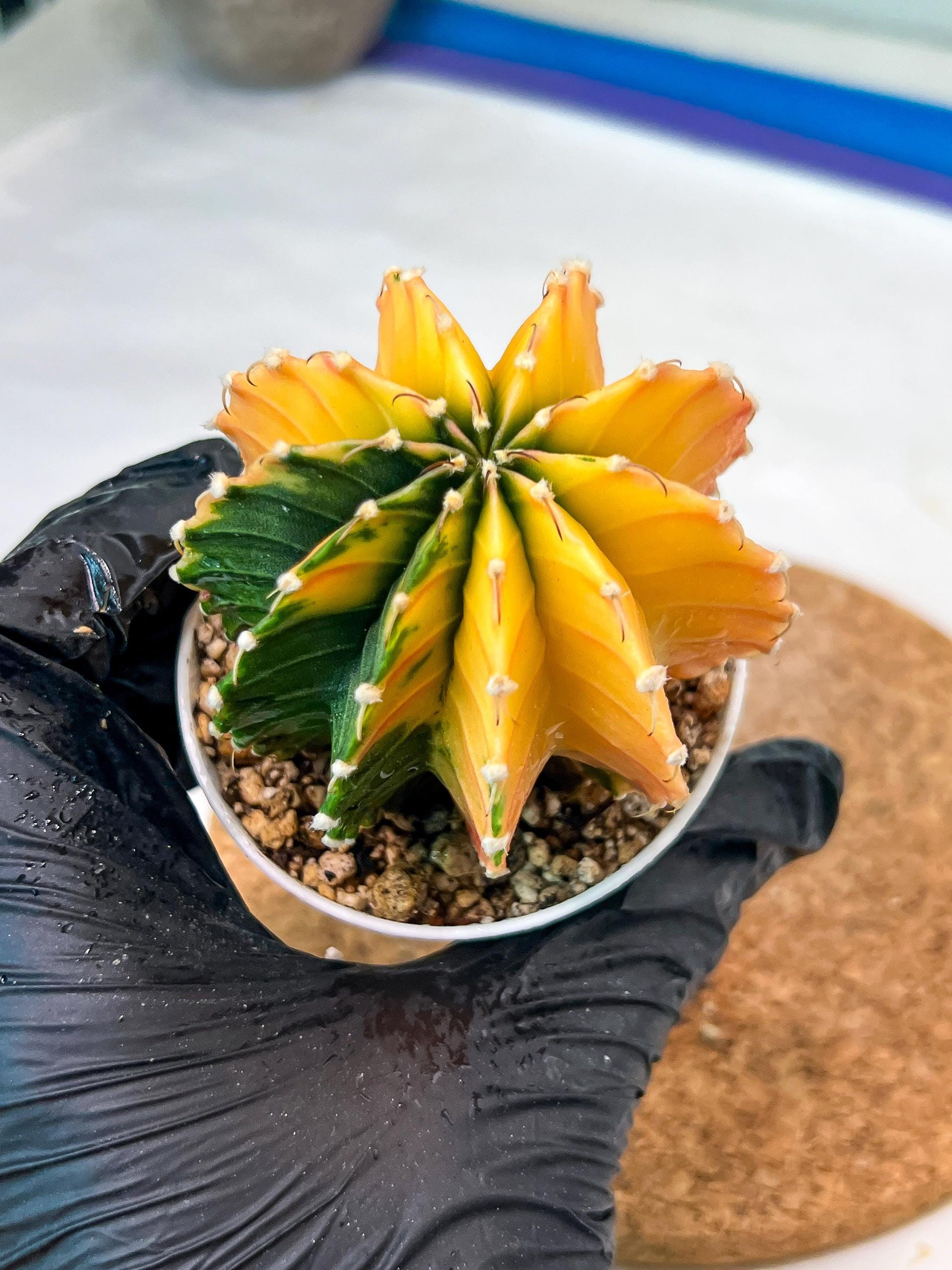 Gymnocalycium Mihanovichii Var (g3) (b6) | variegated plants