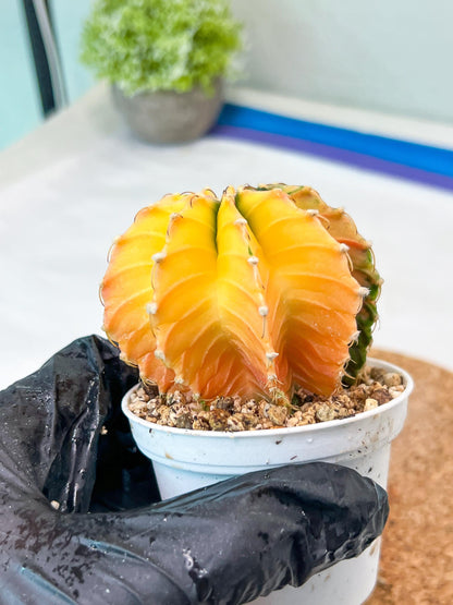 Gymnocalycium Mihanovichii Var (g3) (b6) | variegated plants