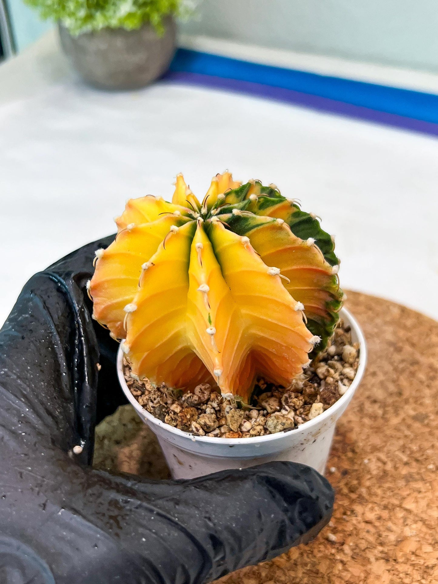 Gymnocalycium Mihanovichii Var (g3) (b6) | variegated plants