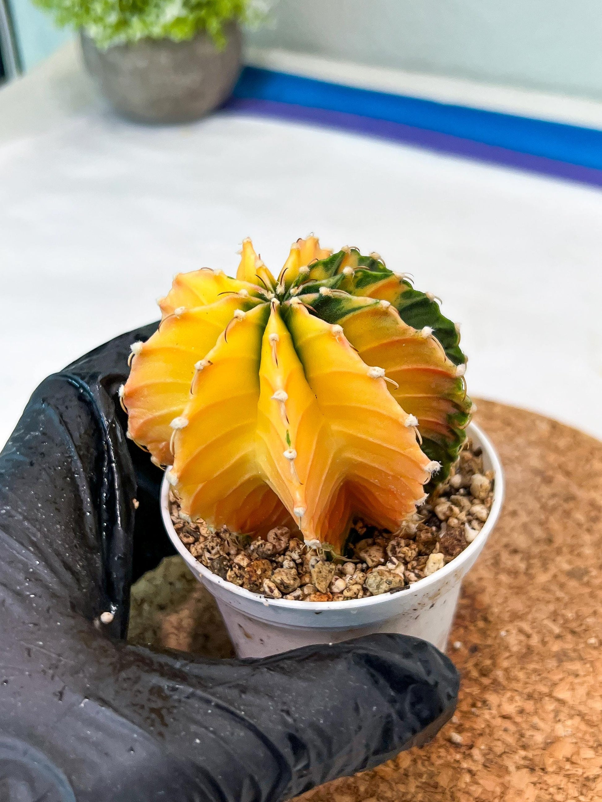 Gymnocalycium Mihanovichii Var (g3) (b6) | variegated plants