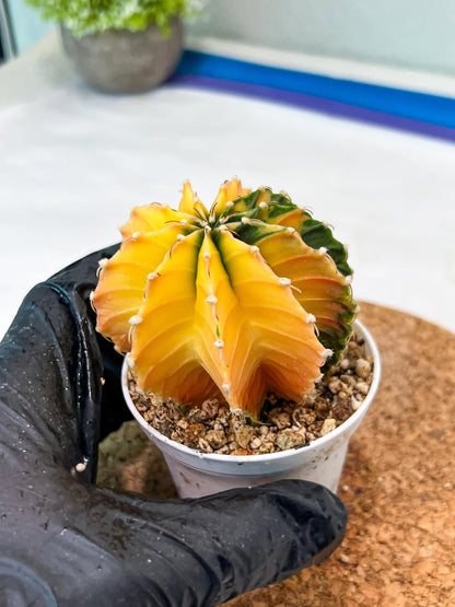 Gymnocalycium Mihanovichii Var (g3) (b6) | variegated plants