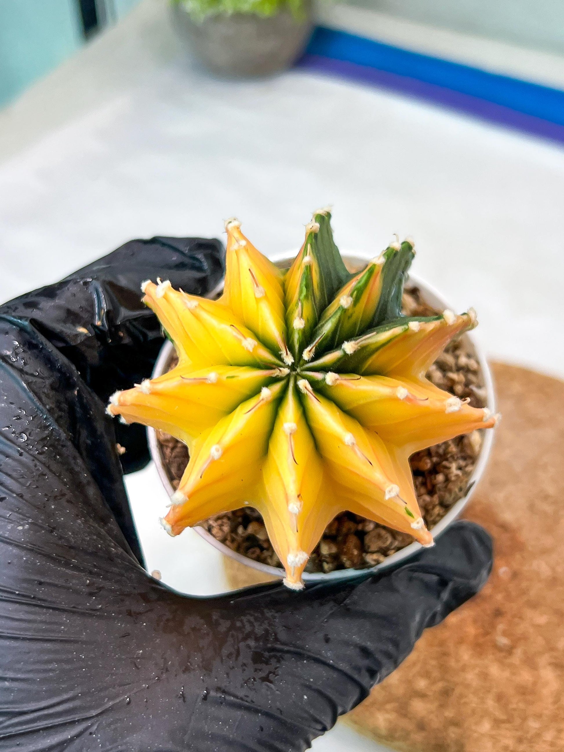 Gymnocalycium Mihanovichii Var (g3) (b6) | variegated plants