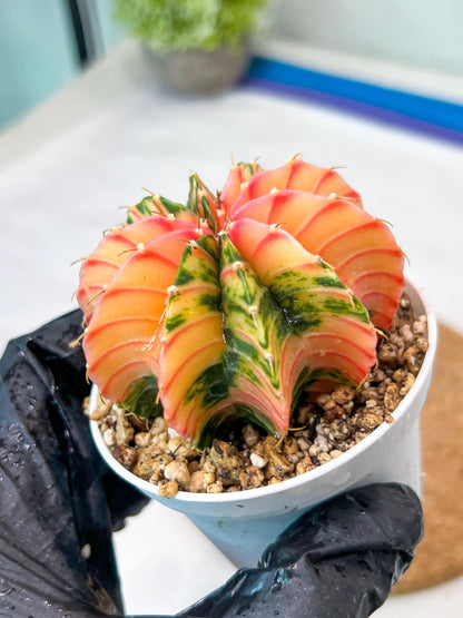 Gymnocalycium Mihanovichii Var (g3) (b7) | variegated plants