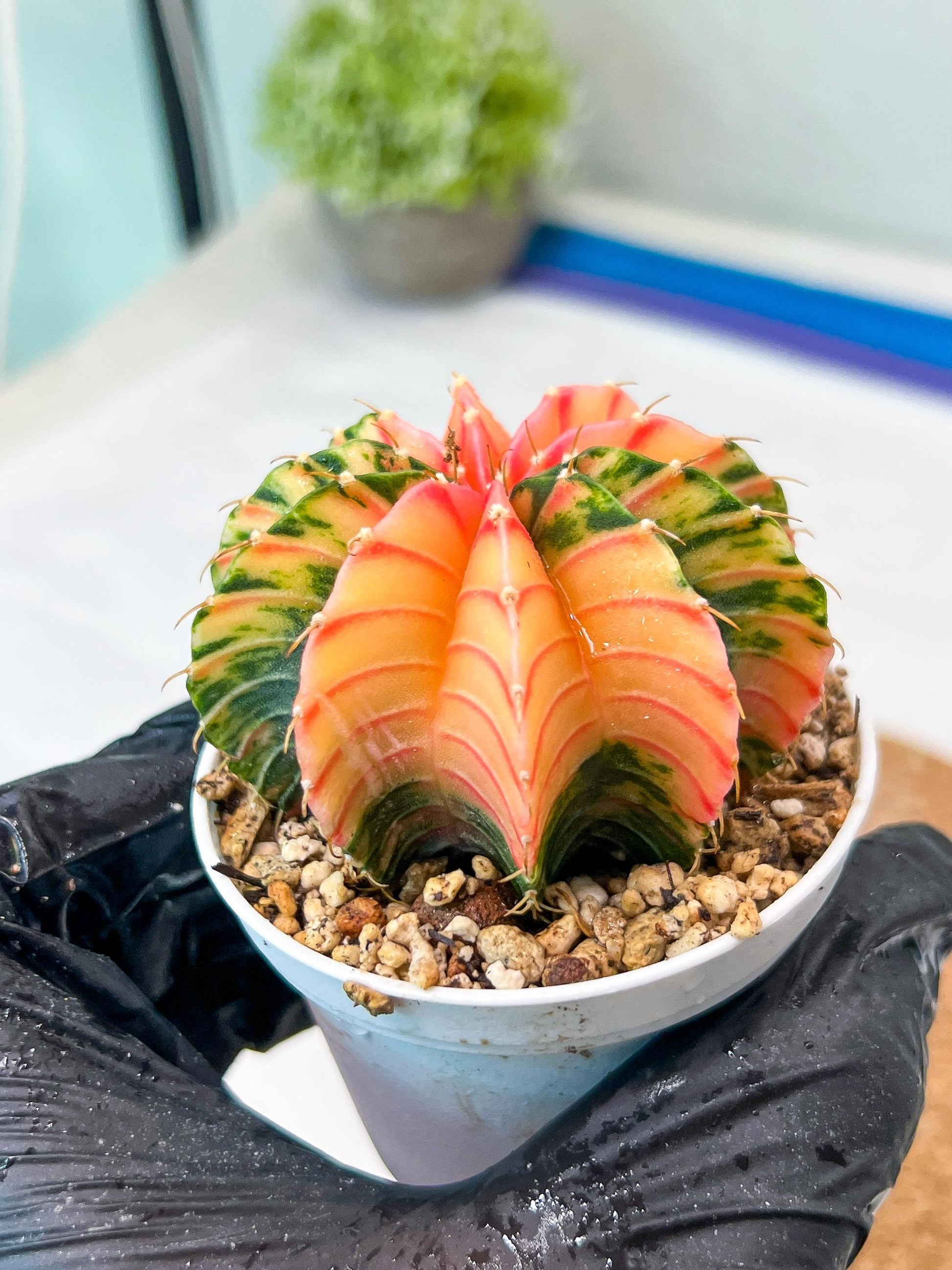 Gymnocalycium Mihanovichii Var (g3) (b7) | variegated plants