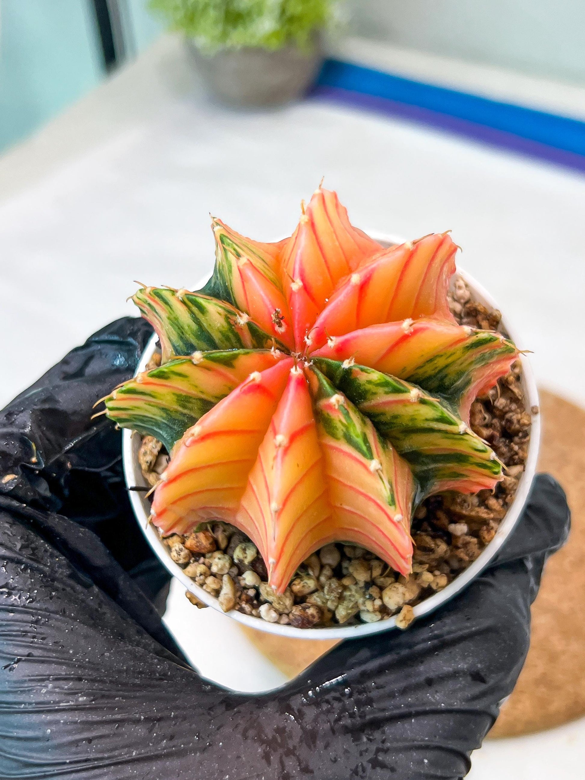 Gymnocalycium Mihanovichii Var (g3) (b7) | variegated plants