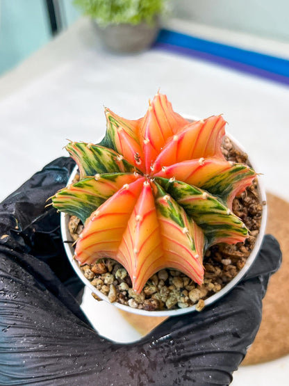 Gymnocalycium Mihanovichii Var (g3) (b7) | variegated plants