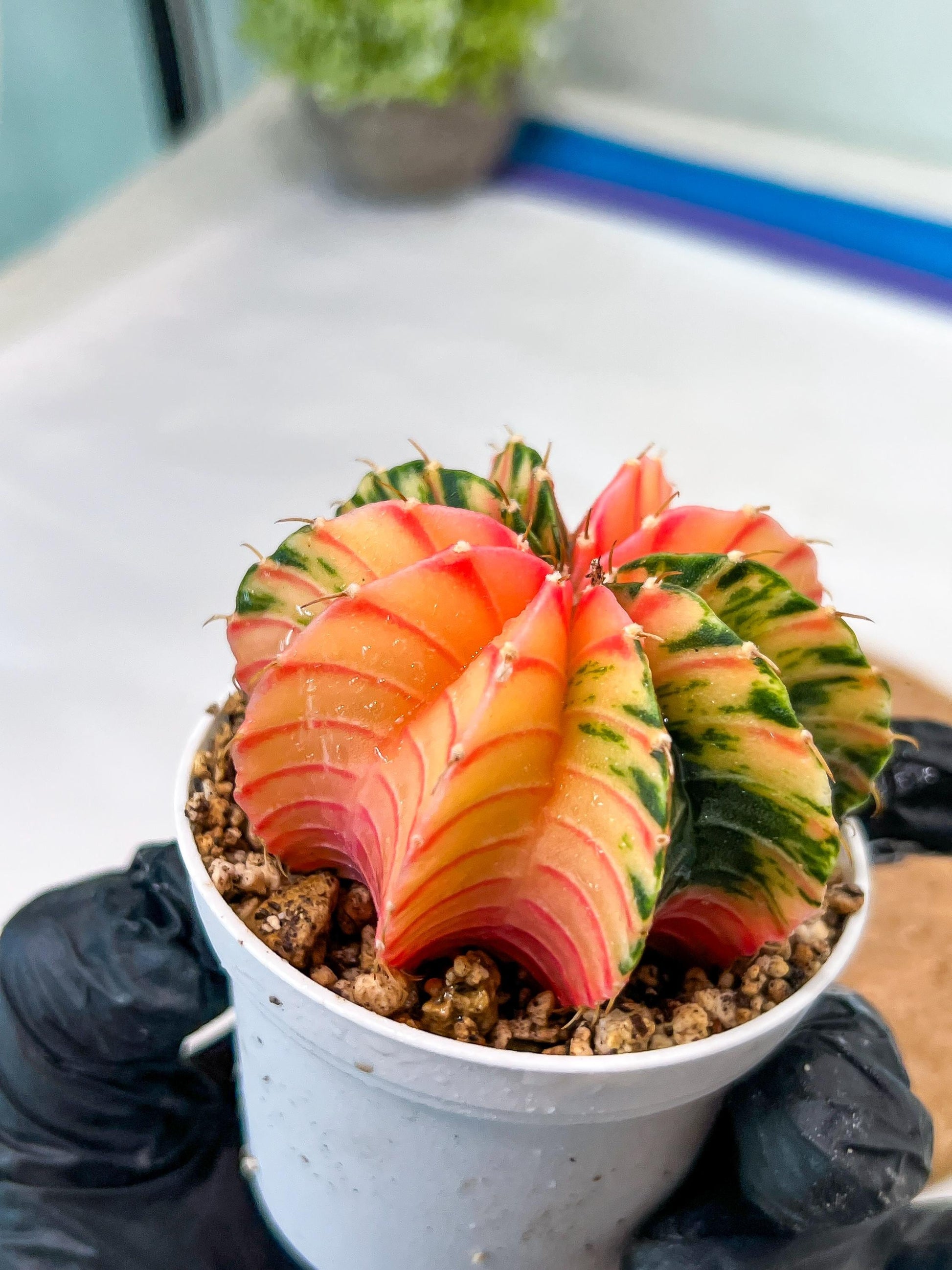 Gymnocalycium Mihanovichii Var (g3) (b7) | variegated plants