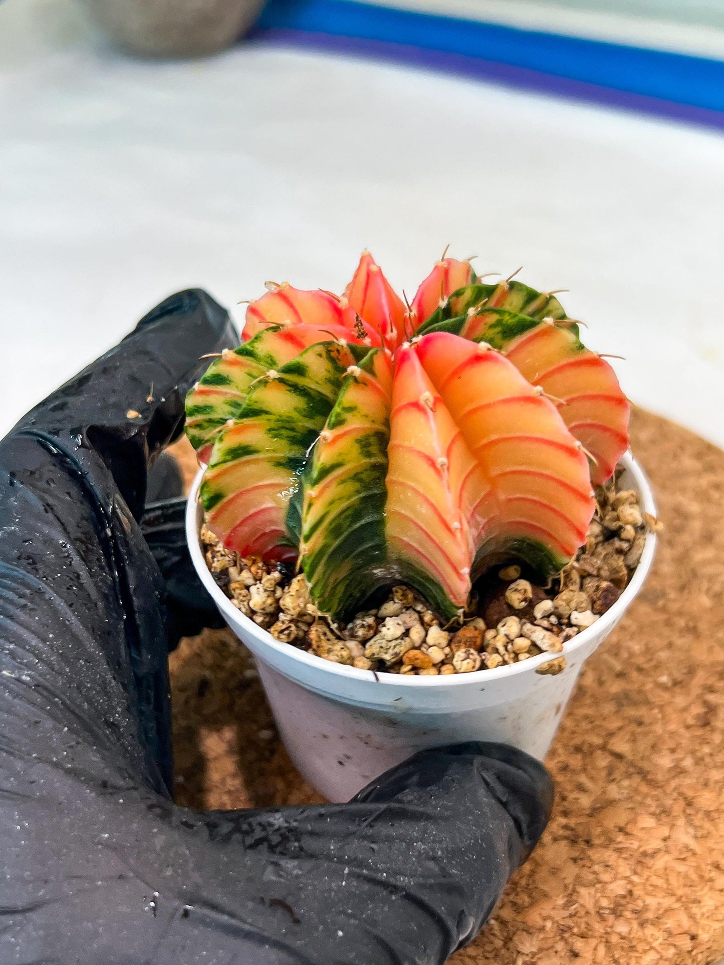 Gymnocalycium Mihanovichii Var (g3) (b7) | variegated plants