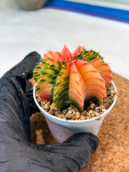 Gymnocalycium Mihanovichii Var (g3) (b7) | variegated plants