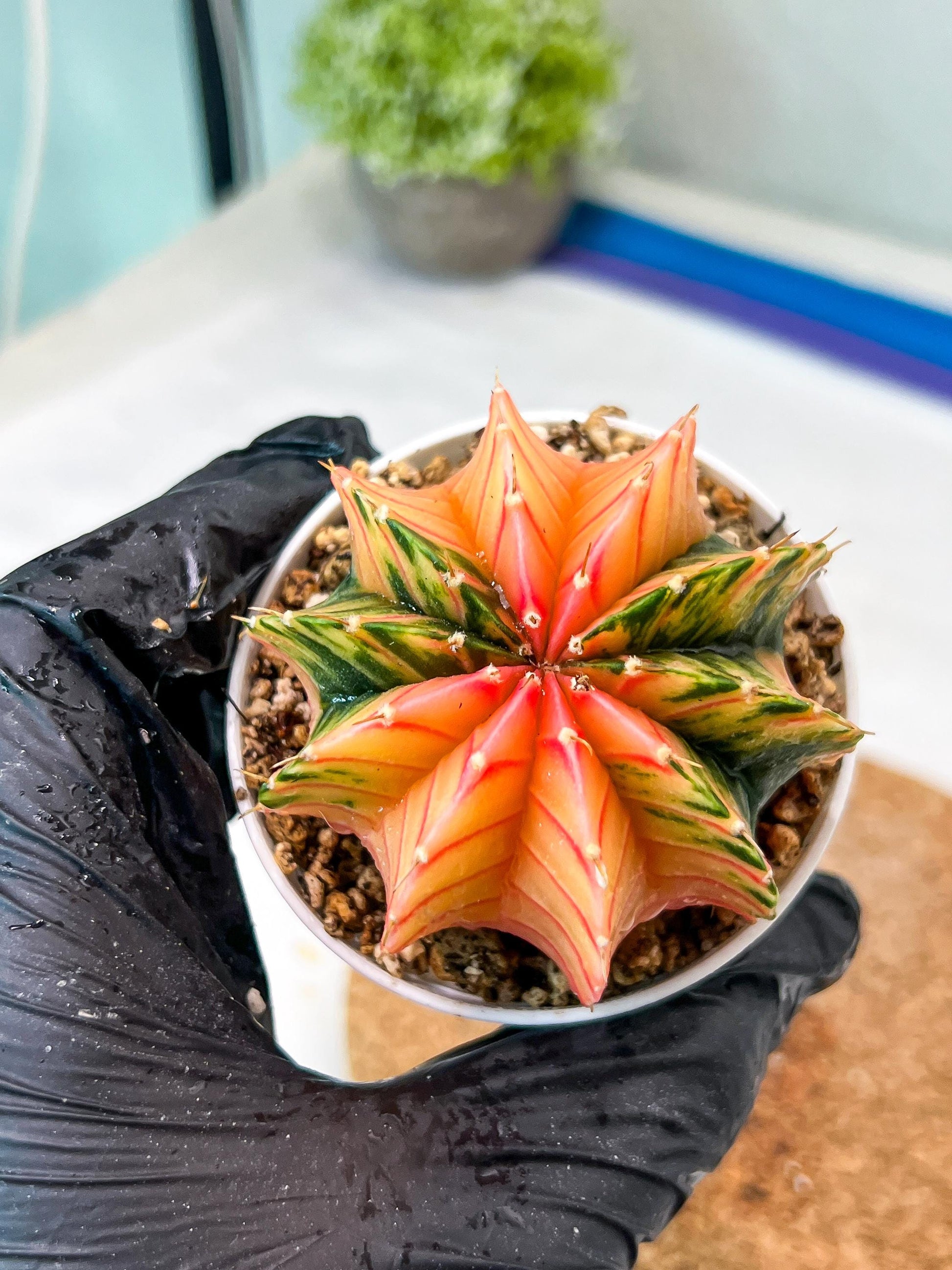 Gymnocalycium Mihanovichii Var (g3) (b7) | variegated plants