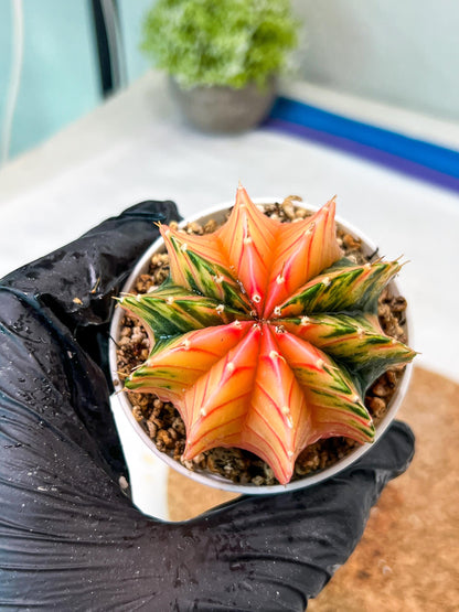 Gymnocalycium Mihanovichii Var (g3) (b7) | variegated plants