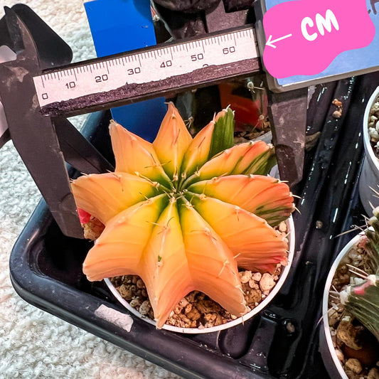 Gymnocalycium Mihanovichii Var (g3) (b1) | variegated plants