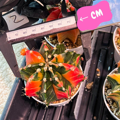 Gymnocalycium Mihanovichii Var (g3) (b2) | variegated plants