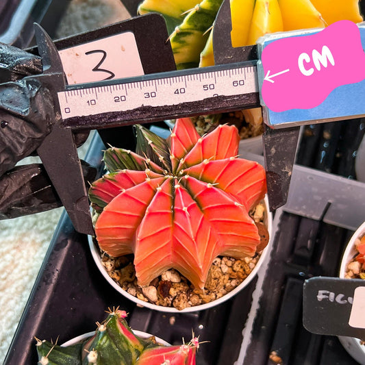 Gymnocalycium Mihanovichii Var (g3) (b3) | variegated plants