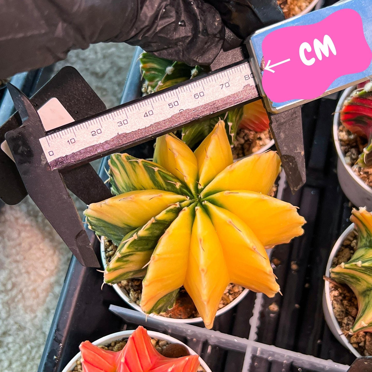 Gymnocalycium Mihanovichii Var (g3) (b4) | variegated plants