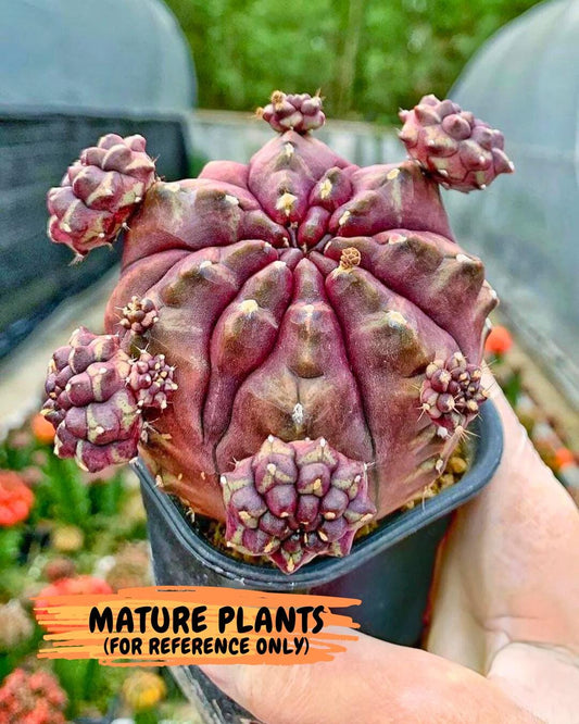 Gymnocalycium "Daydream" (g4) (p1) | Rare Hybrids