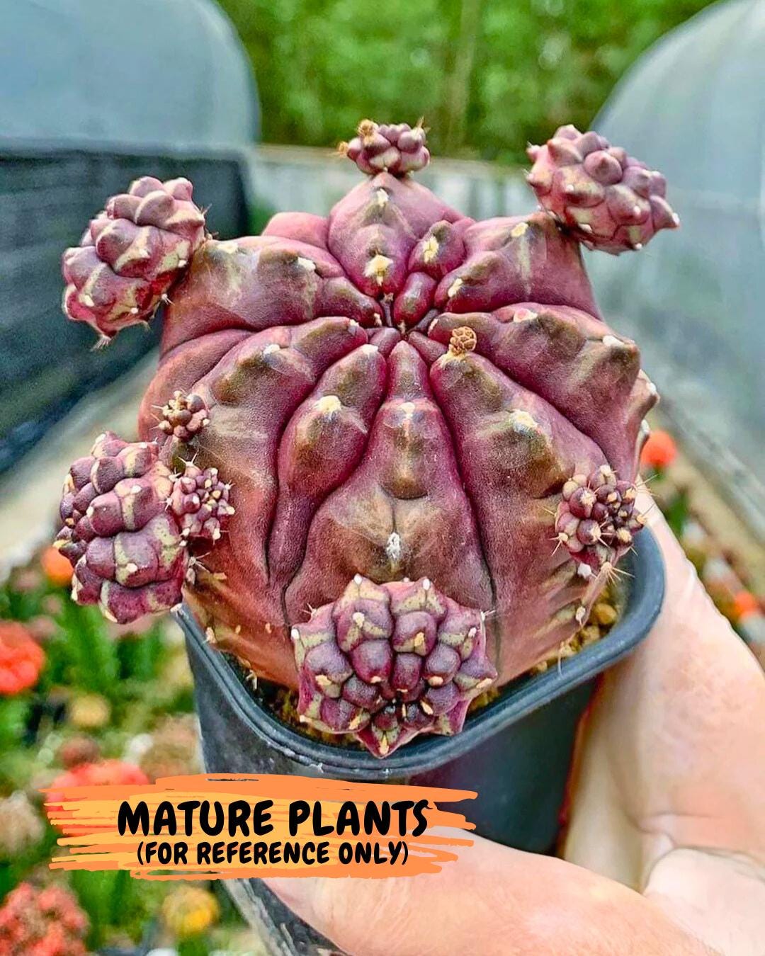 Gymnocalycium "Daydream" (g4) (p1) | Rare Hybrids