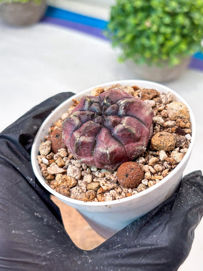 Gymnocalycium "Daydream" (g4) (p1) | Rare Hybrids