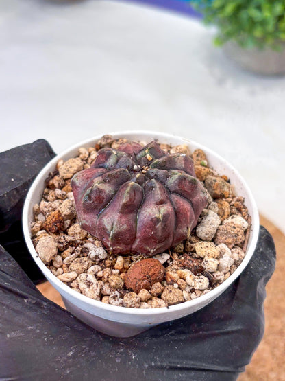 Gymnocalycium "Daydream" (g4) (p2) | Rare Hybrids