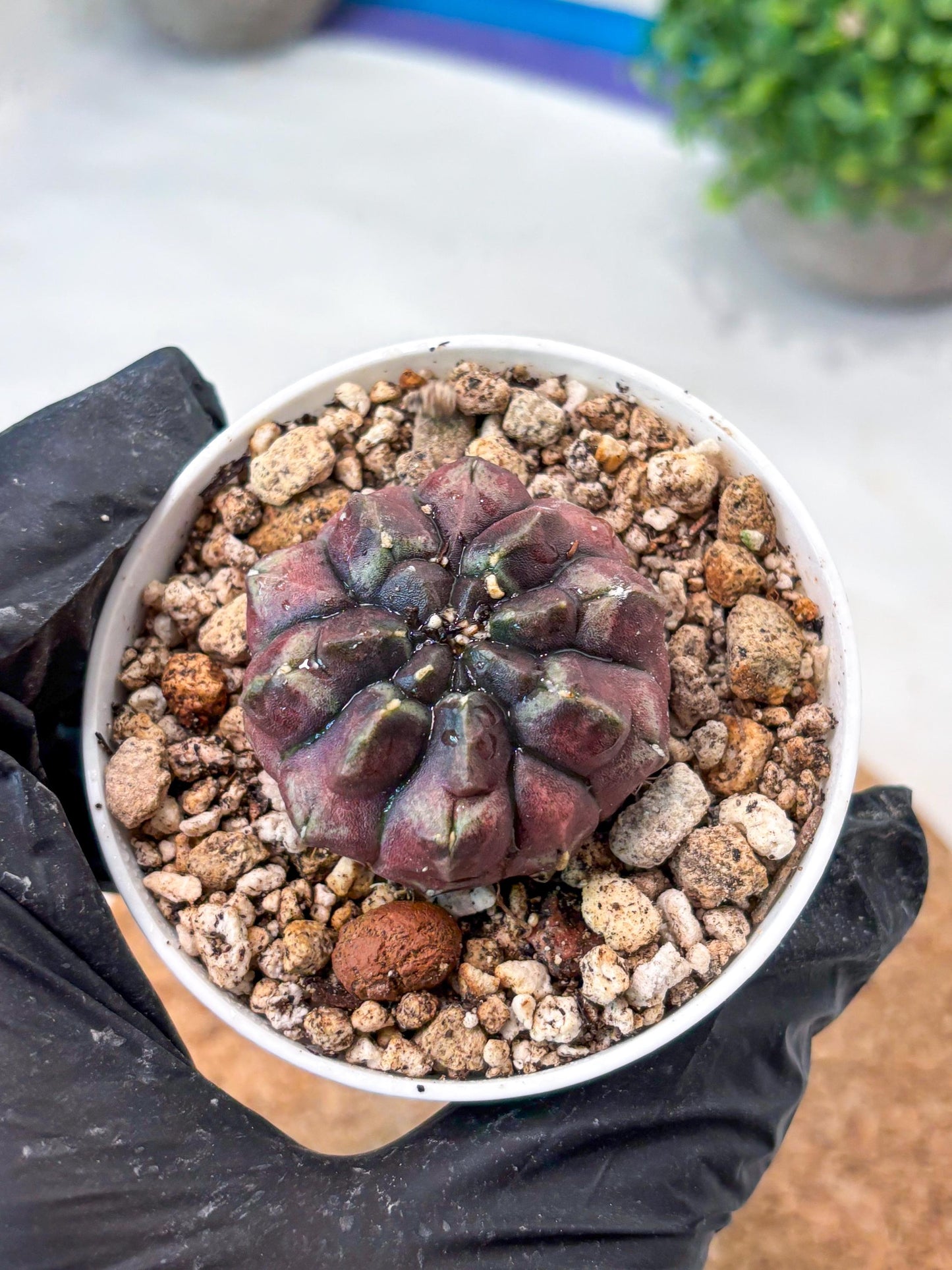 Gymnocalycium "Daydream" (g4) (p2) | Rare Hybrids