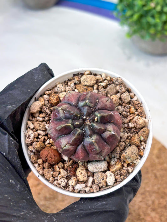 Gymnocalycium "Daydream" (g4) (p2) | Rare Hybrids