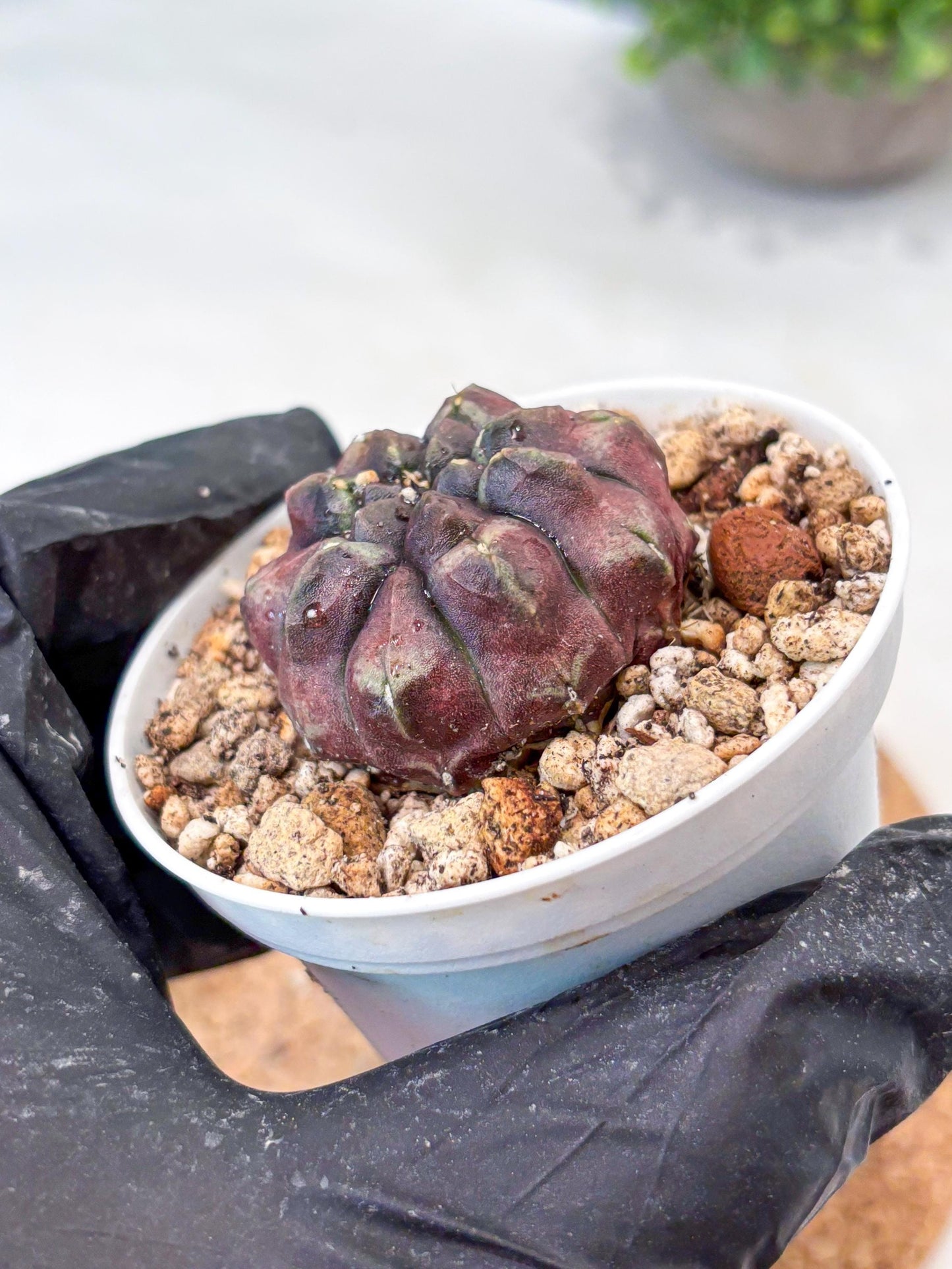 Gymnocalycium "Daydream" (g4) (p2) | Rare Hybrids