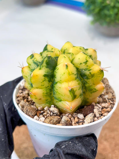 Gymnocalycium "Moon Lover" (g4) (p3) | Rare Hybrids