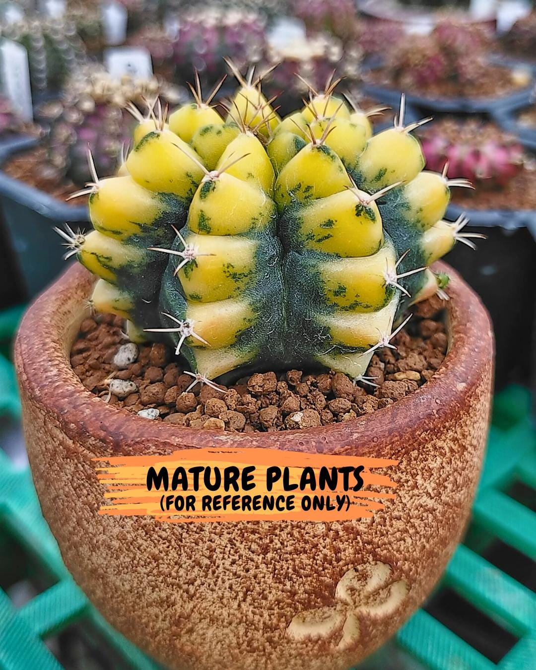 Gymnocalycium "Moon Lover" (g4) (p3) | Rare Hybrids