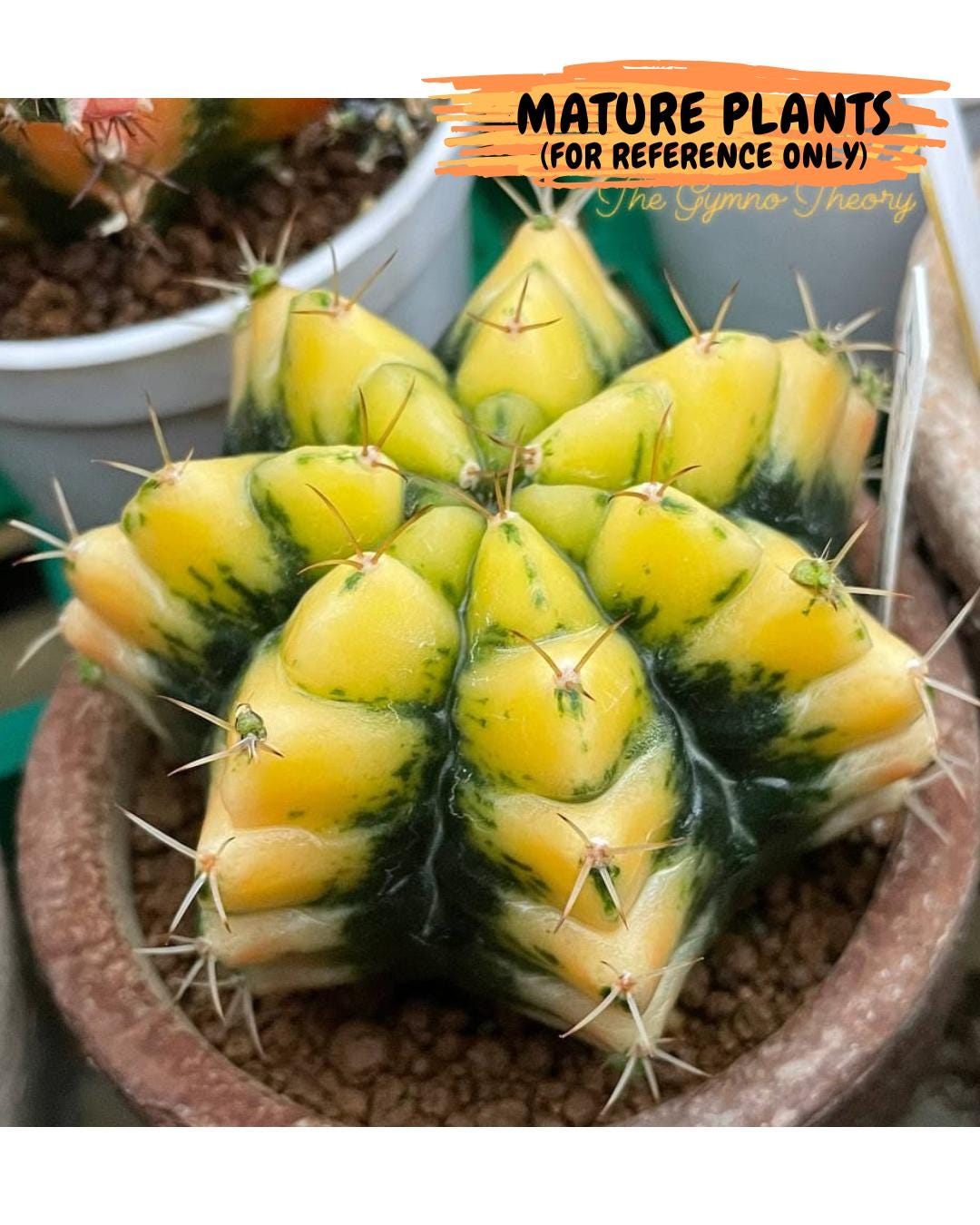 Gymnocalycium "Moon Lover" (g4) (p3) | Rare Hybrids