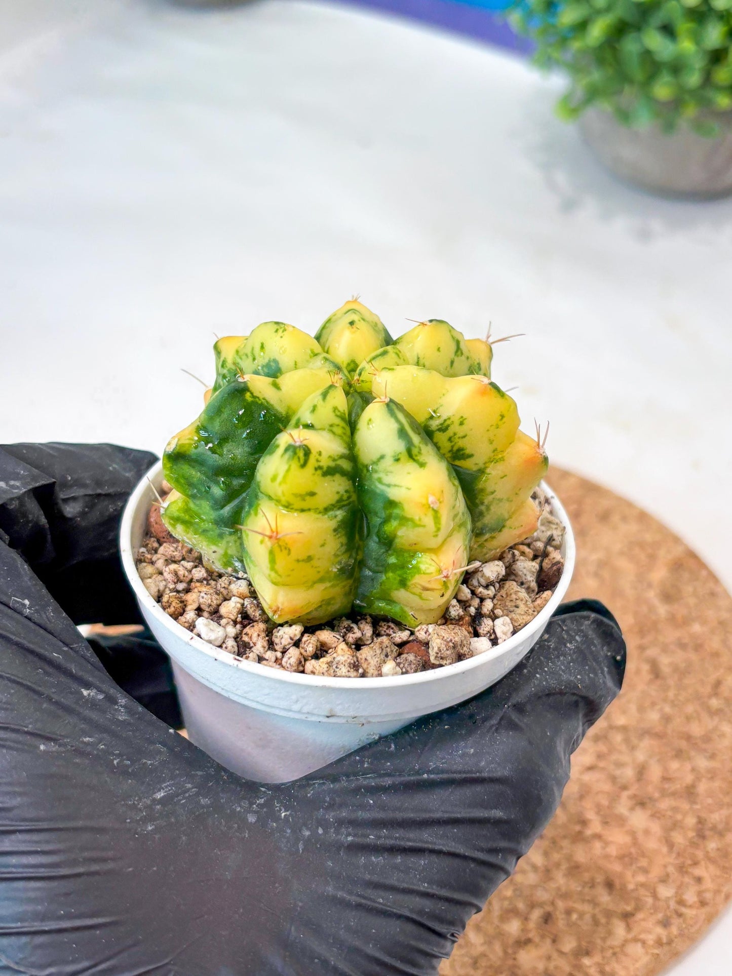Gymnocalycium "Moon Lover" (g4) (p3) | Rare Hybrids