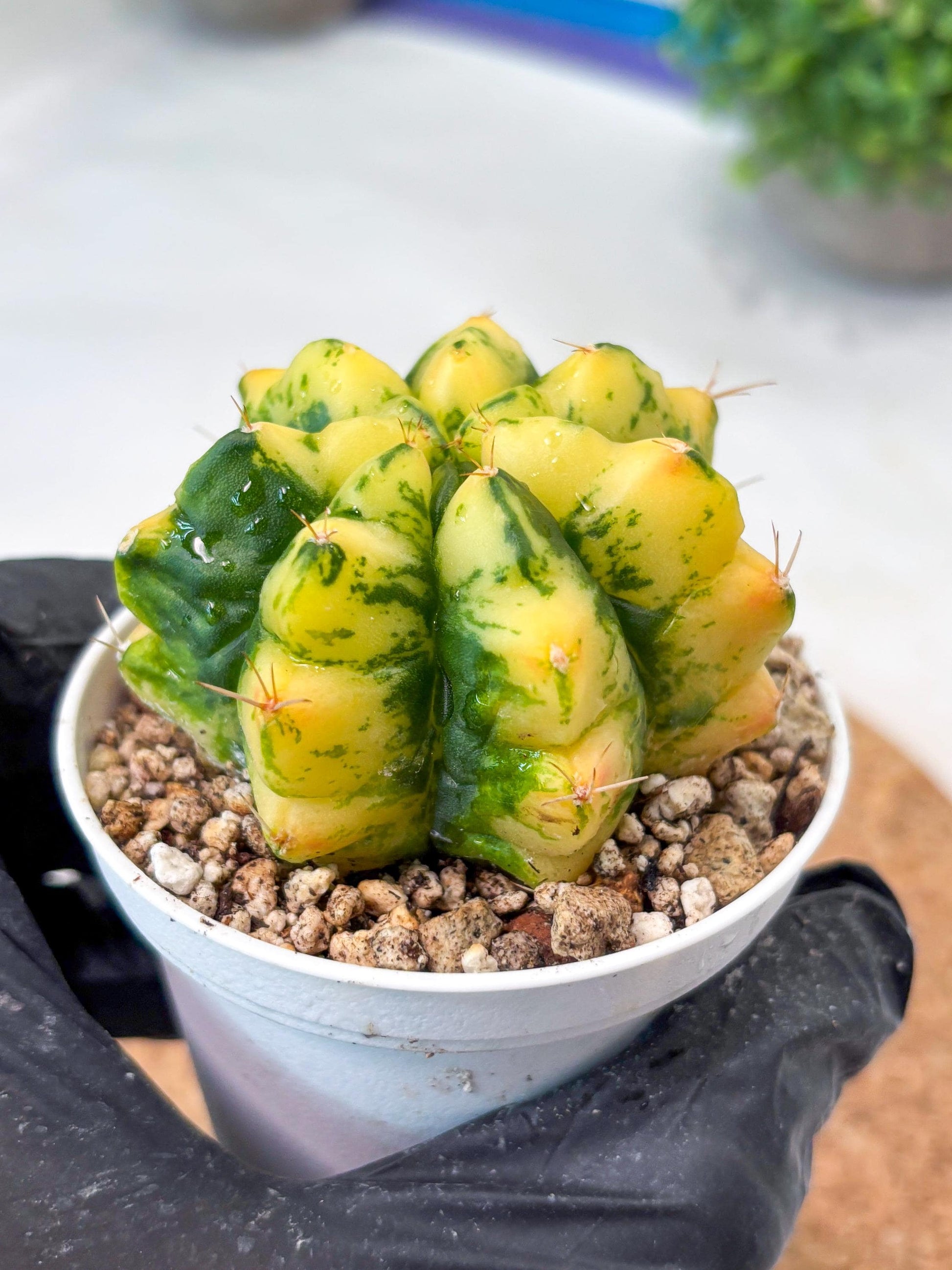 Gymnocalycium "Moon Lover" (g4) (p3) | Rare Hybrids