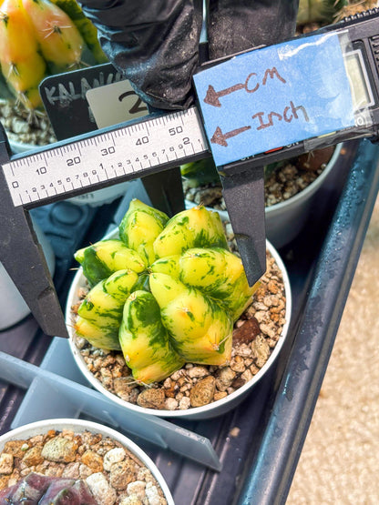 Gymnocalycium "Moon Lover" (g4) (p3) | Rare Hybrids
