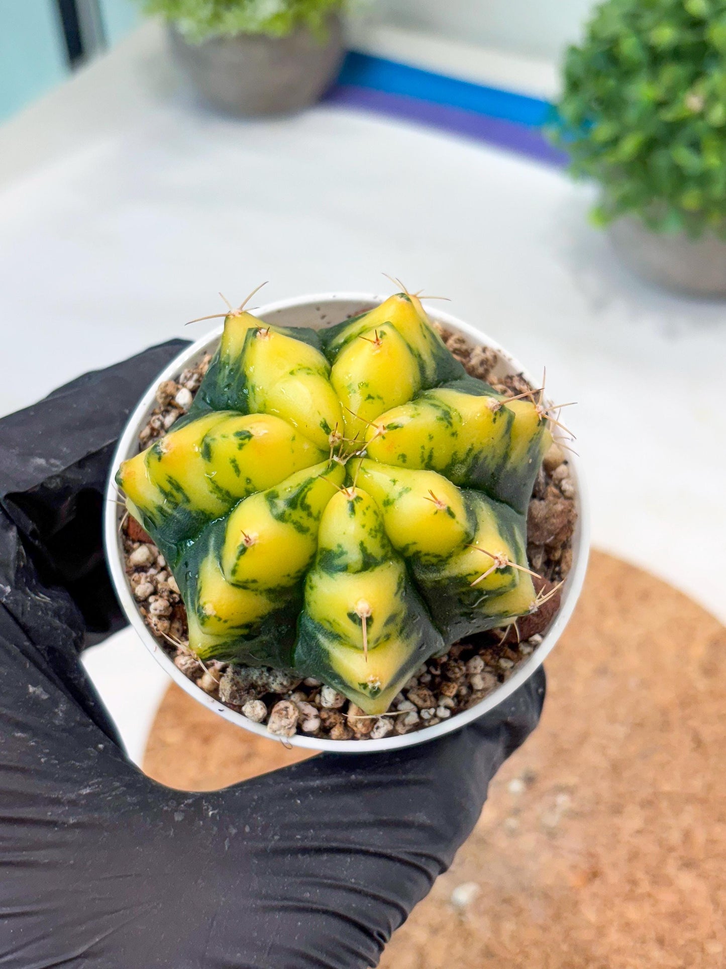 Gymnocalycium "Moon Lover" (g4) (p3) | Rare Hybrids