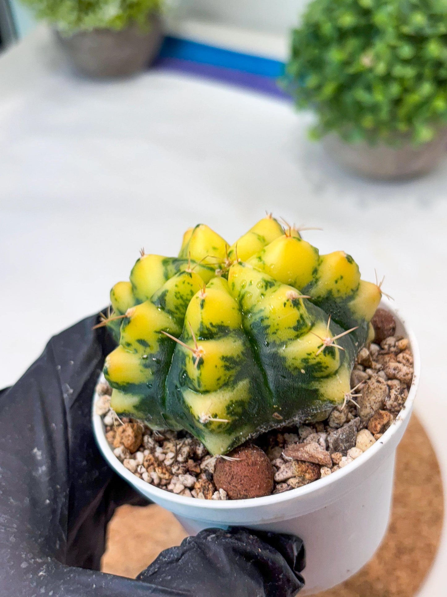 Gymnocalycium "Moon Lover" (g4) (p3) | Rare Hybrids