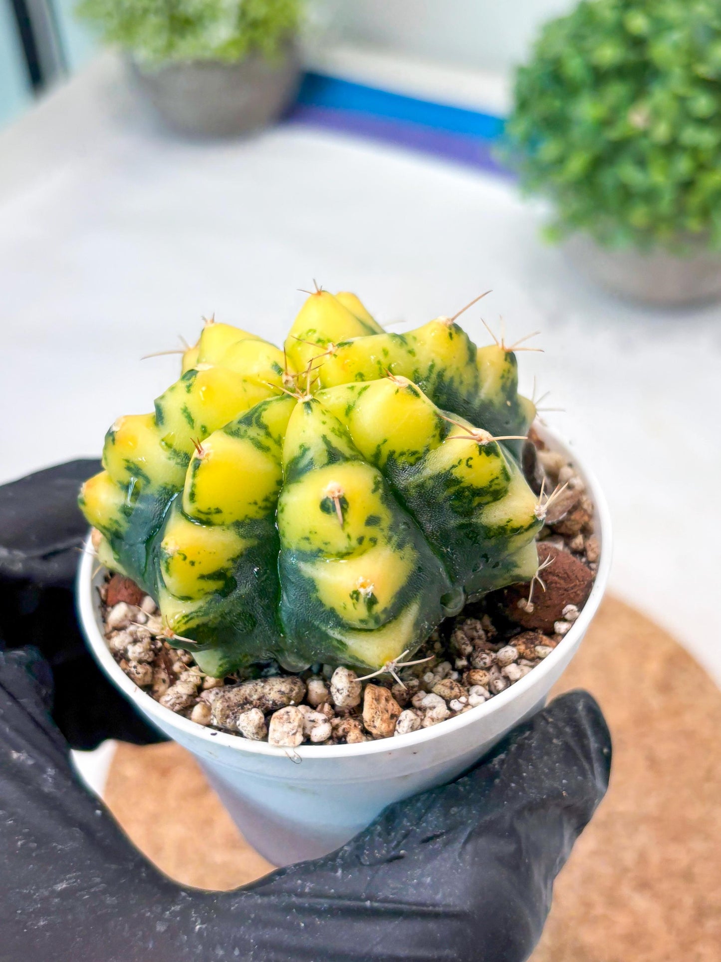 Gymnocalycium "Moon Lover" (g4) (p3) | Rare Hybrids