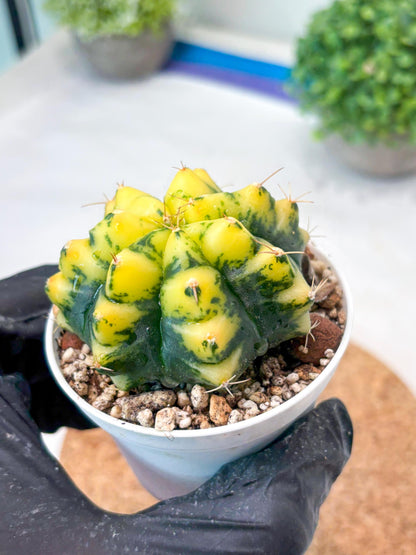 Gymnocalycium "Moon Lover" (g4) (p3) | Rare Hybrids