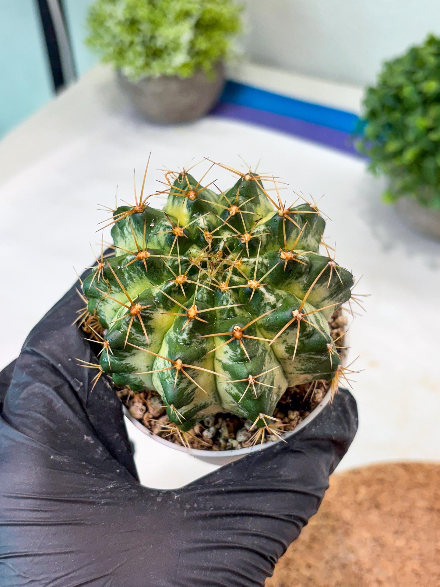 Gymnocalycium "Marble" (g4) (p5) | Rare Hybrids