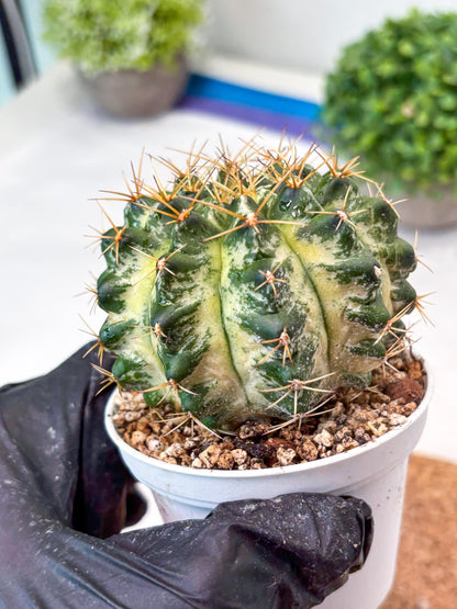 Gymnocalycium "Marble" (g4) (p5) | Rare Hybrids