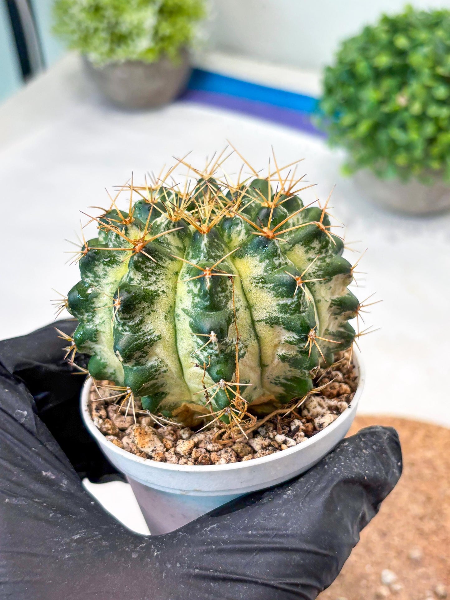 Gymnocalycium "Marble" (g4) (p5) | Rare Hybrids