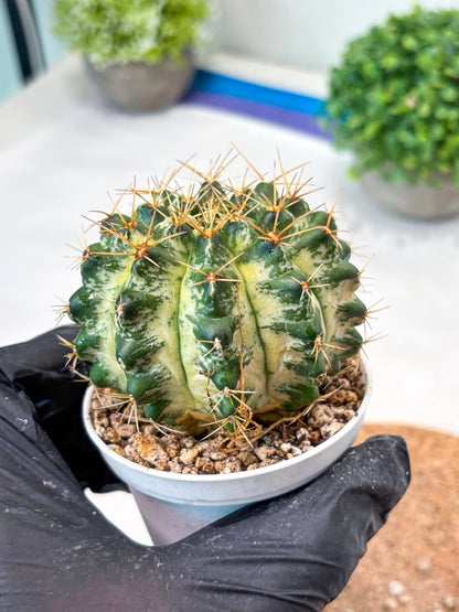 Gymnocalycium "Marble" (g4) (p5) | Rare Hybrids