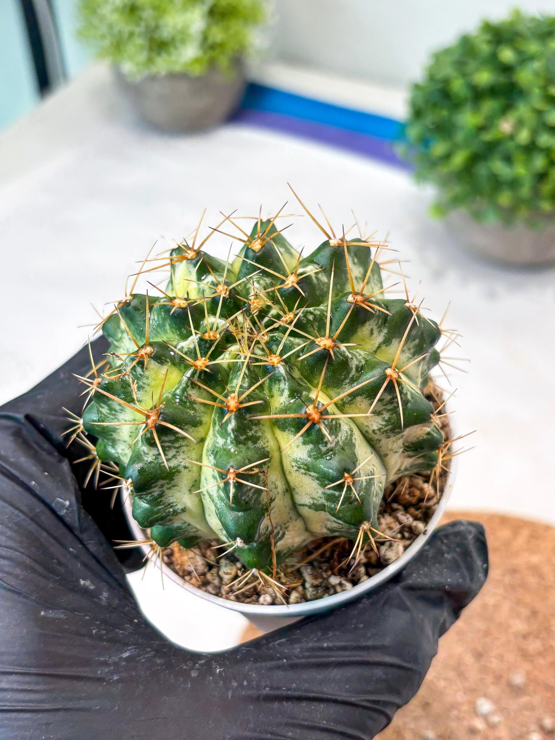 Gymnocalycium "Marble" (g4) (p5) | Rare Hybrids