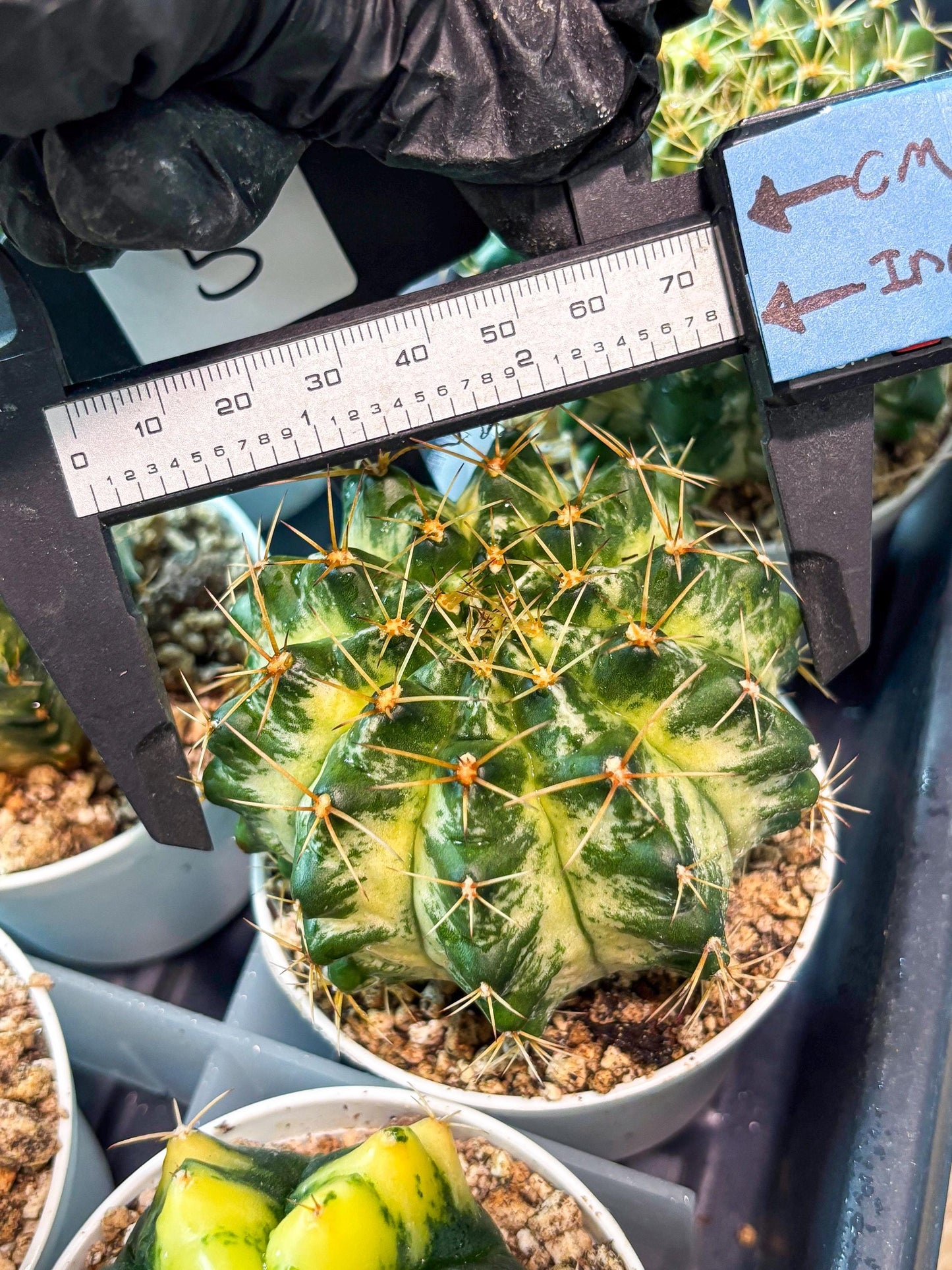 Gymnocalycium "Marble" (g4) (p5) | Rare Hybrids
