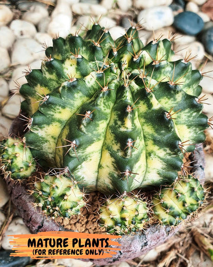 Gymnocalycium "Marble" (g4) (p5) | Rare Hybrids