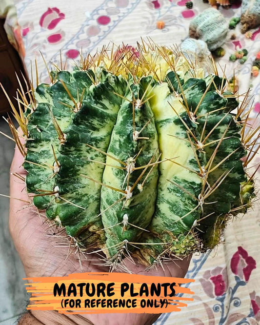 Gymnocalycium "Marble" (g4) (p5) | Rare Hybrids