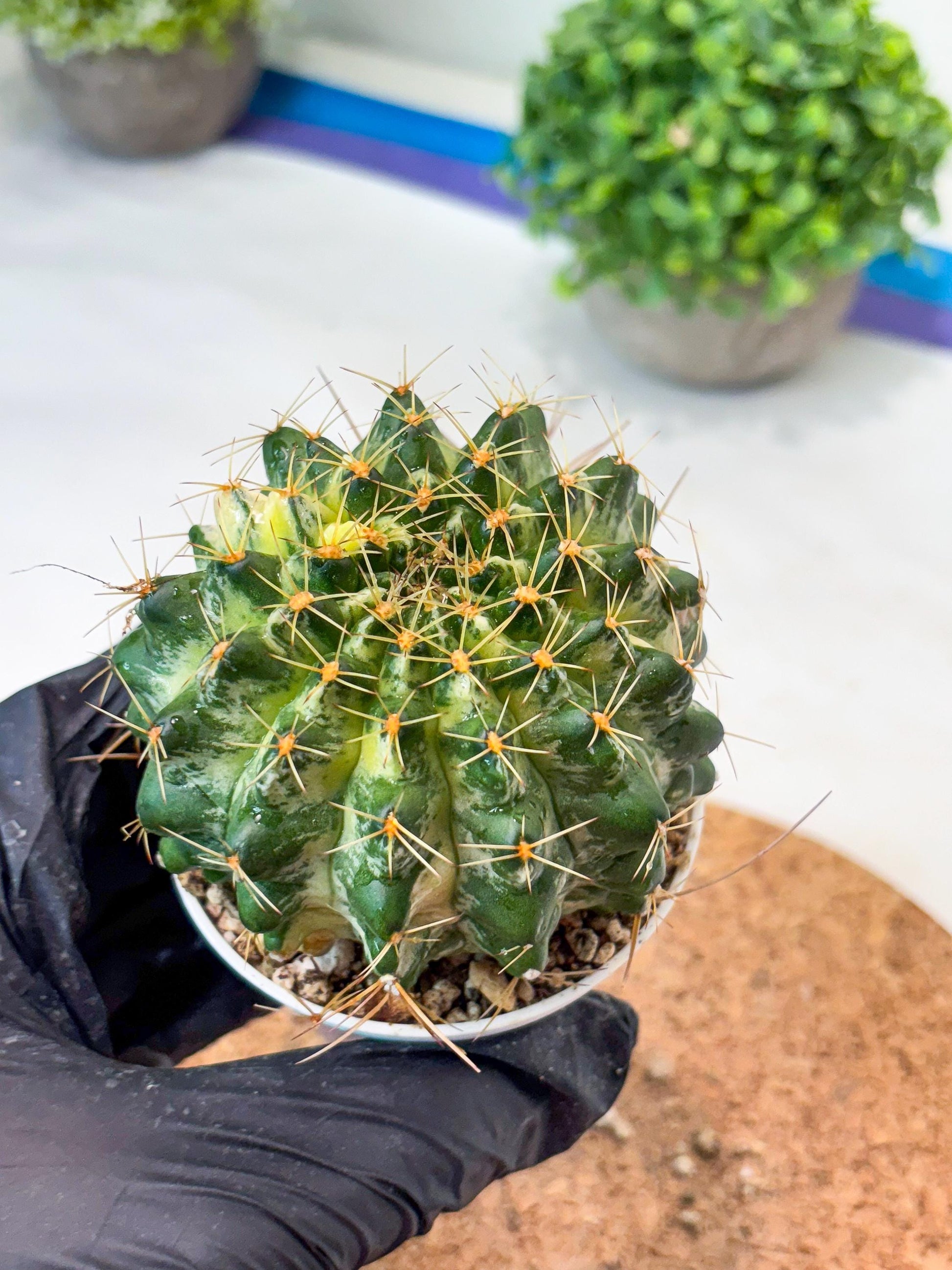 Gymnocalycium "Marble" (g4) (p6) | Rare Hybrids