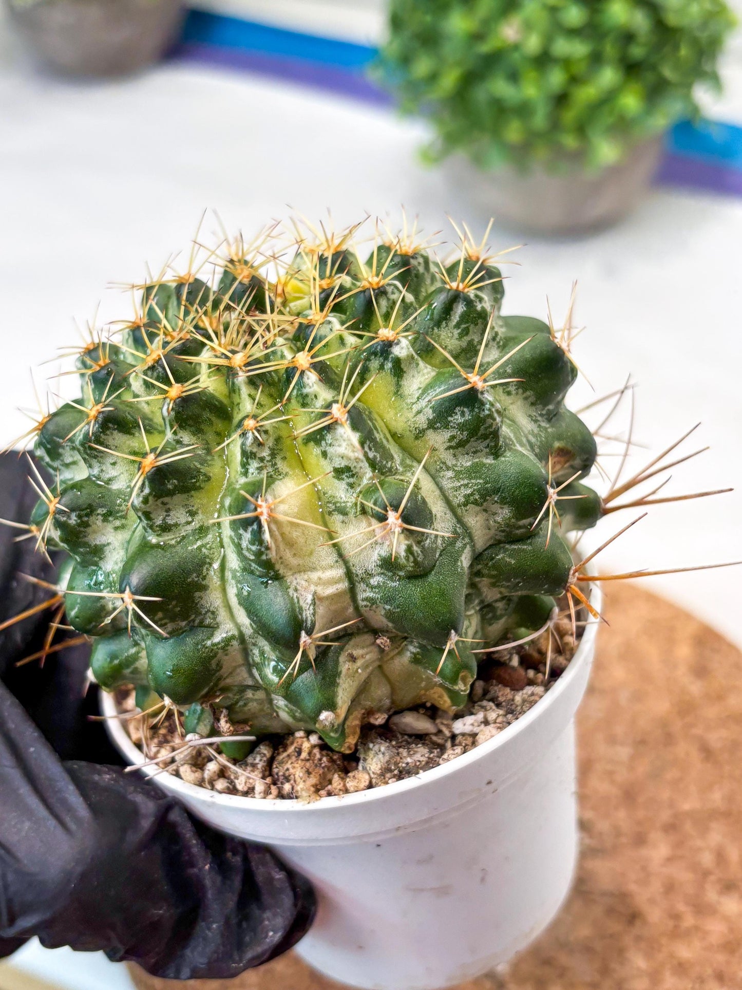 Gymnocalycium "Marble" (g4) (p6) | Rare Hybrids