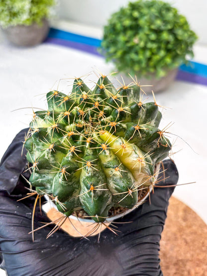 Gymnocalycium "Marble" (g4) (p6) | Rare Hybrids