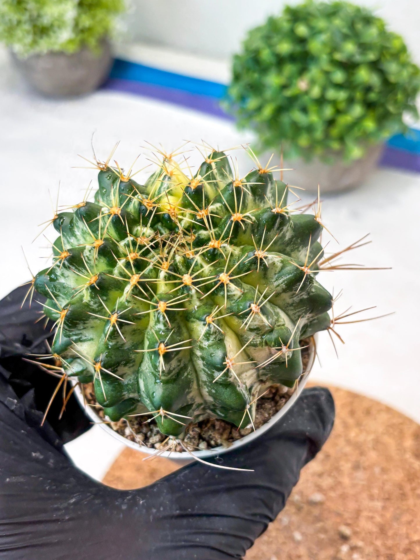Gymnocalycium "Marble" (g4) (p6) | Rare Hybrids